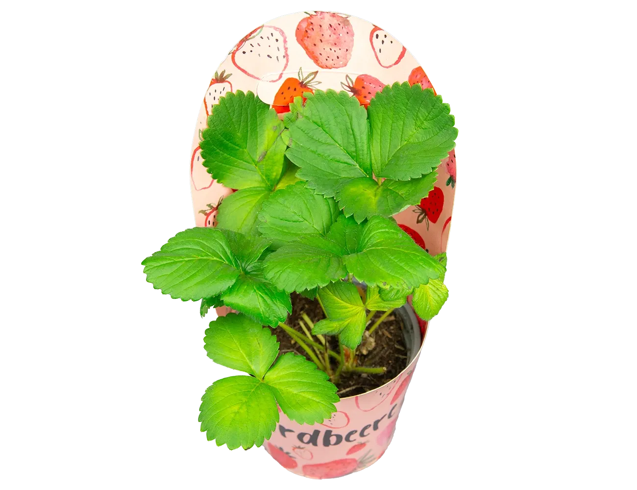 Клубника Белтран