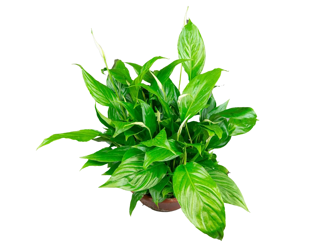 Спатифиллум Беллини